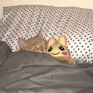 🧸 chat, sommeil, oreiller, couverture, peluche, mignon, animal telegram sticker