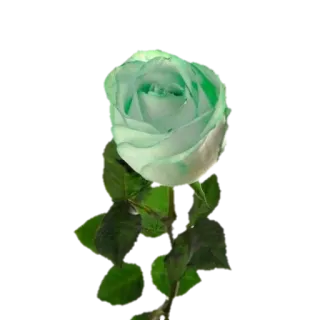 🍃 Rose, Blume, Grüne Rose, Pflanze, Blumenmuster telegram sticker