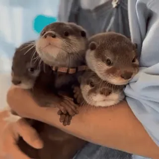 ❤ lontra, animais, fofo, vida selvagem, natureza, mamíferos, peludo whatsapp sticker