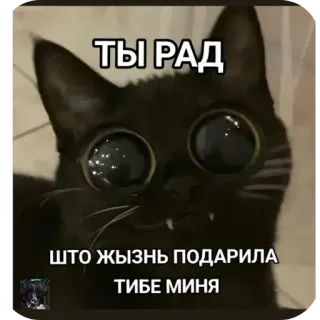 👍 Jinx the cat ТЫ РАД ШТО ЖЫЗНЬ ПОДАРИЛА ТИБЕ МИНЯ whatsapp sticker