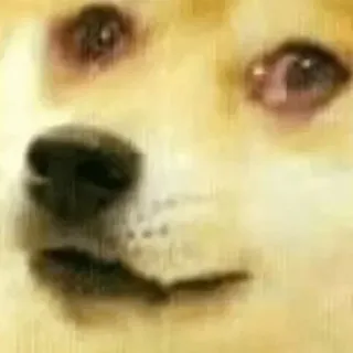 😵‍💫 doge, pies, mem, śmieszne, zwierzę, mem internetowy, lol telegram sticker