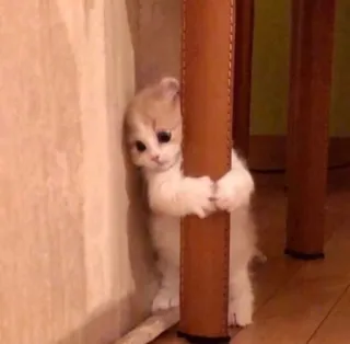 🥺 cat, kitten, cute, pet, animal, hugging, scared whatsapp sticker