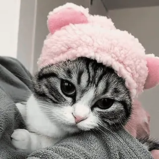 🌟 cat, kitten, hat, pink, cute, animal, pet telegram sticker