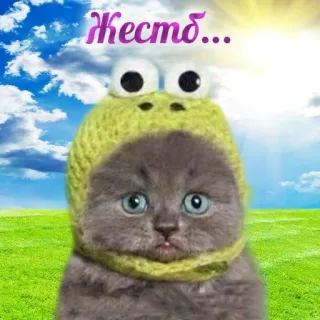 🤨 Жесть... kot, kotek, żaba, humor, słodki, zwierzę, mem telegram sticker