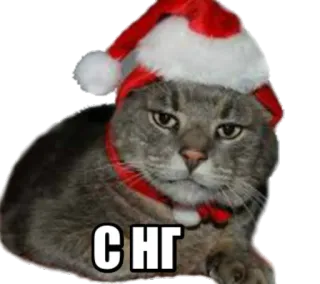 🎅 С НГ cat, christmas, new year, santa hat, holiday, cute telegram sticker