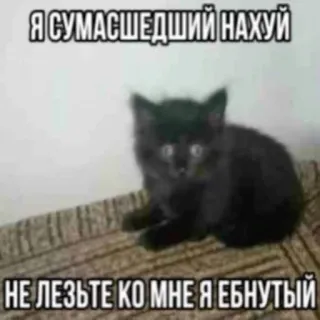 😄 Я СУМАСШЕДШИЙ НАХУЙ
НЕ ЛЕЗЬТЕ КО МНЕ Я ЕБНУТЫЙ แมว, ลูกแมว, หยาบคาย, มีม telegram sticker