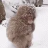 🥶