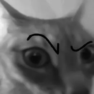 🐈‍⬛️ кот, животное, питомец, мем, смешной, мультфильм telegram sticker