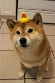 🐗 dog, shiba inu, duck, rubber duck, pet, animal, cute telegram sticker