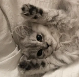 💓 кот, котёнок, милый, животное, питомец, пушистый, игривый whatsapp sticker