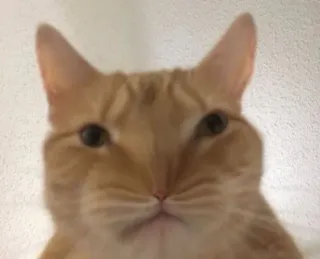 😺 gato, animal, animal de estimação, laranja, doméstico whatsapp sticker