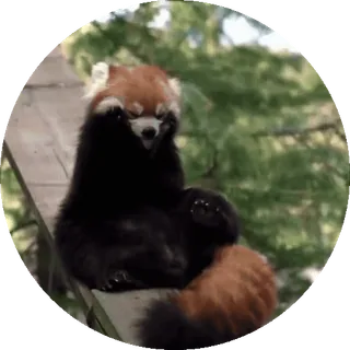 🐼 panda ruda, zwierzę, słodki, śpiący, zrelaksowany, natura telegram sticker