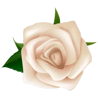 🌺 Роза, Цветок, Цветочный, Растение, Цветение, Белая роза telegram sticker