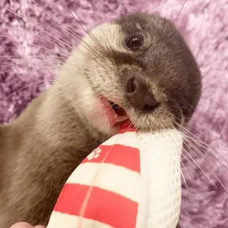 😌 loutre, animal, mignon, mammifère, faune, animal de compagnie, nature, joueur telegram sticker