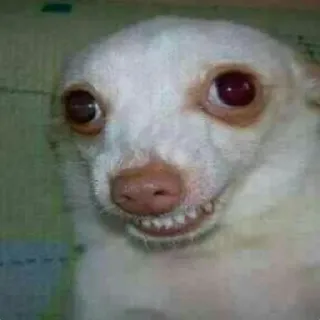 😬 chien, chihuahua, drôle, mème, animal, portrait telegram sticker