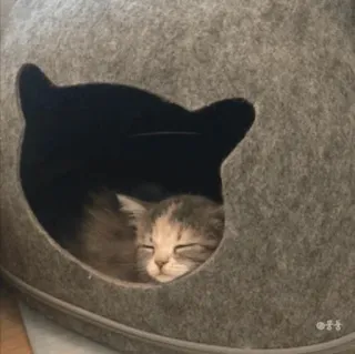 💓 кот, котенок, спящий, лежанка для кота, питомец, милый whatsapp sticker