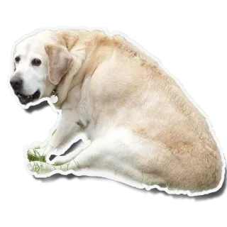 😞 perro, animal, mascota, mamífero, animal doméstico, perro sentado, perro blanco telegram sticker