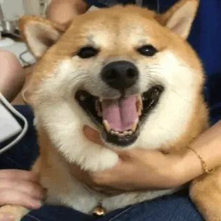 🐕 개, 시바견, 행복한, 귀여운, 애완동물, 동물 whatsapp sticker