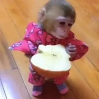 🍎 singe, pomme, animal, mignon, primate telegram sticker