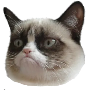GrumpyCat whatsapp stickers
