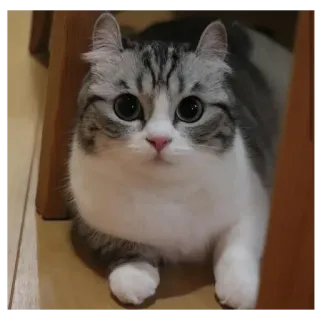 😏 cat, cute, pet, animal, domestic whatsapp sticker
