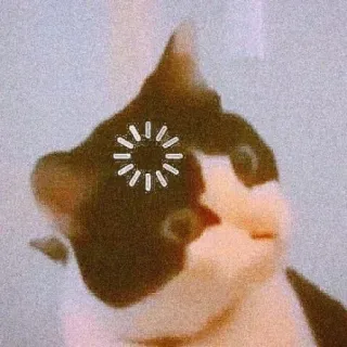 🐈 chat, chargement, drôle, mème, animal, attente whatsapp sticker