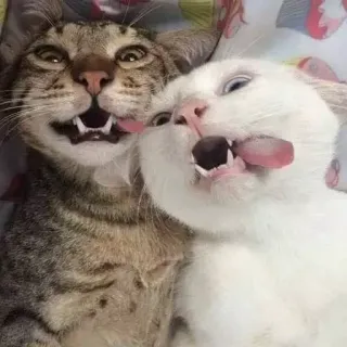 🤪 gato, gatos, animais, animais de estimação, engraçado, língua, fofo, adorável telegram sticker