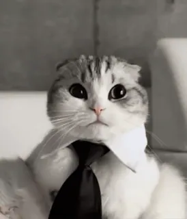 🌟 cat, tie, business, pet, animal, formal, office whatsapp sticker