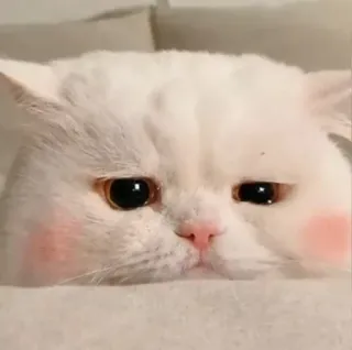 😭 chat, mignon, animal, animal de compagnie, blanc, duveteux whatsapp sticker