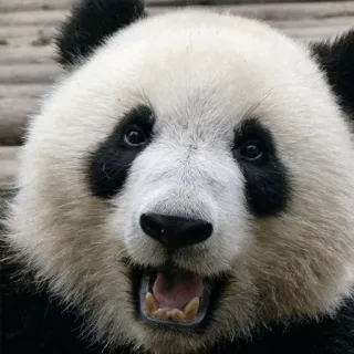 😃 Panda, Animal, Urso, Fofo, Vida selvagem, Zoológico telegram sticker