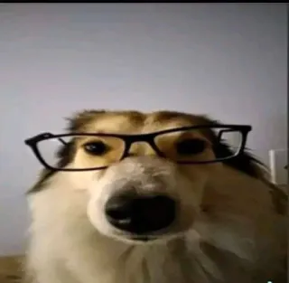 🤓 chien, lunettes, animal, animal de compagnie, intelligent, mignon telegram sticker