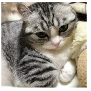 😒 cat, pet, animal, domestic, cute whatsapp sticker