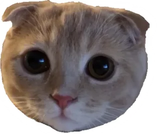 😳 kat, dier, huisdier, kitten, schattig, scottish fold, ogen telegram sticker