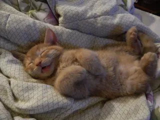 🥱 котёнок, кот, животное, домашнее животное, спящий, милый, оранжевый telegram sticker