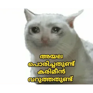 🥺 അയല പൊരിച്ചത് ഉണ്ട് കരിമീൻ വറുത്തതുണ്ട് cat, crying, sad, food, meme, malayalam telegram sticker