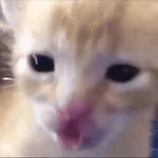 ❤️ gato, gatinho, fofo, animal, animal de estimação, lambendo whatsapp sticker
