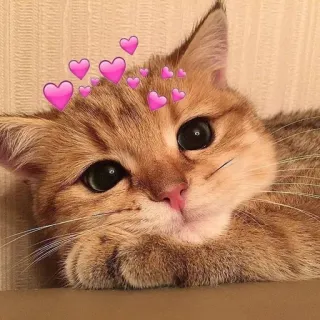 🙂 mèo, mèo con, trái tim, dễ thương, thú cưng, động vật telegram sticker