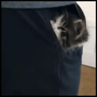 🐈 고양이, 주머니, 새끼 고양이, 귀여운, 동물, 애완 동물 telegram sticker