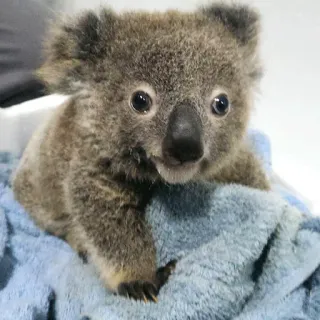 🐨 koala, animal, cute, wildlife, marsupial, baby koala telegram sticker