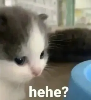 🙂 hehe? 고양이, 새끼고양이, 귀여운, 밈, 웃긴, 헤헤 telegram sticker