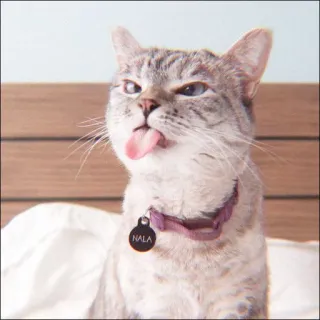 🐈 NALA kucing, hewan peliharaan, binatang, lucu, lidah, stiker telegram sticker