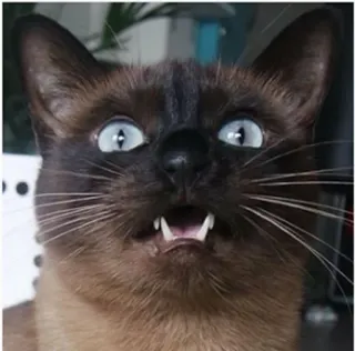 😯 кот, животное, удивленный, смешной, мем, питомец telegram sticker