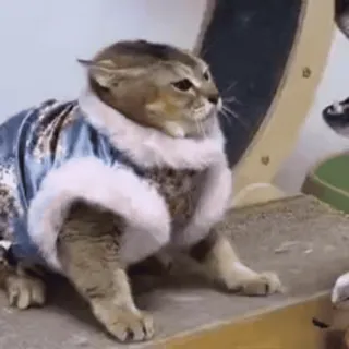 🐾 猫, 宠物, 动物, 可爱, 小猫, 猫科, 家畜 telegram sticker
