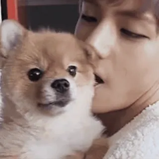 🐶 cane, cucciolo, carino, animale domestico, animale, persona, affetto, bacio telegram sticker