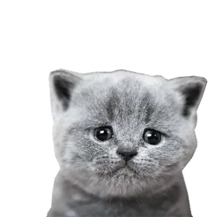 💋 gato, gatinho, gato cinzento, gato triste, animal, animal de estimação, fofo telegram sticker