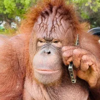 📞 orangutan telegram sticker