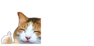 👍 gato, joinha, animal, meme, positivo telegram sticker