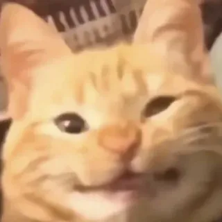 🥴 cat, animal, cute, pet, orange telegram sticker
