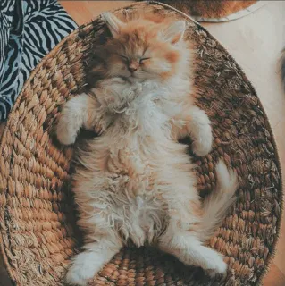 🐱 kot, kociak, śpiący, koszyk, pomarańczowy, słodki, zwierzę domowe telegram sticker