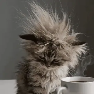 ☕️ chat, chaton, café, matin, fatigué, drôle, animal, animal de compagnie whatsapp sticker